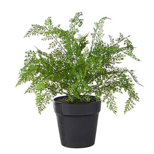 Large Potted Fern