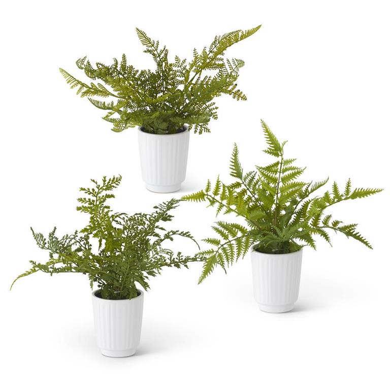 Assorted Ferns in White Ceramic Pots