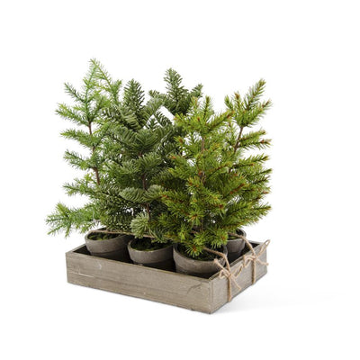 Potted Short Pine Trees