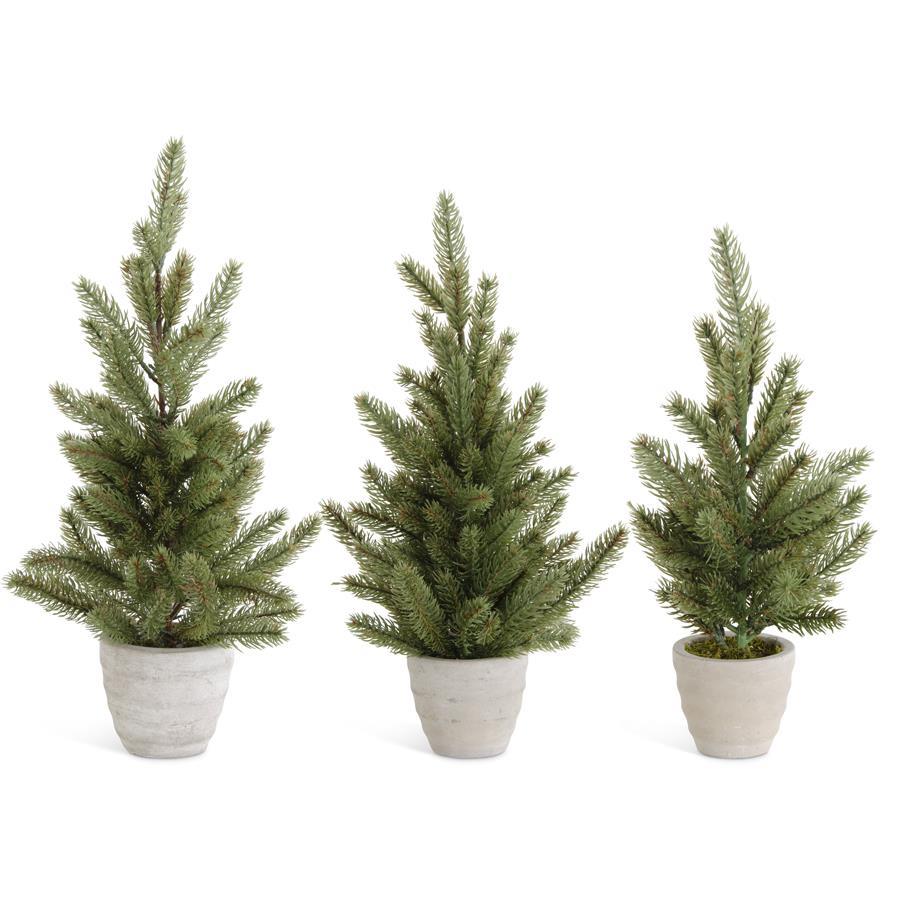 Pine Trees in Gray Pots