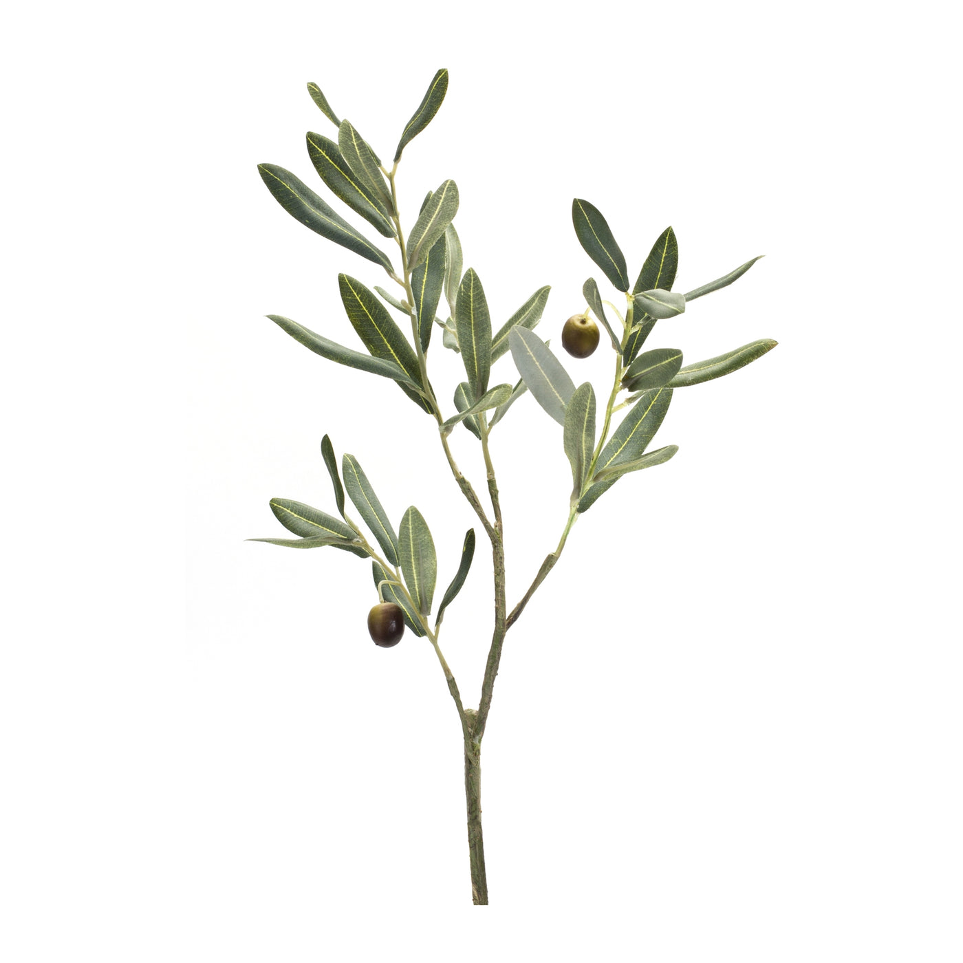 Olive Branch Stem